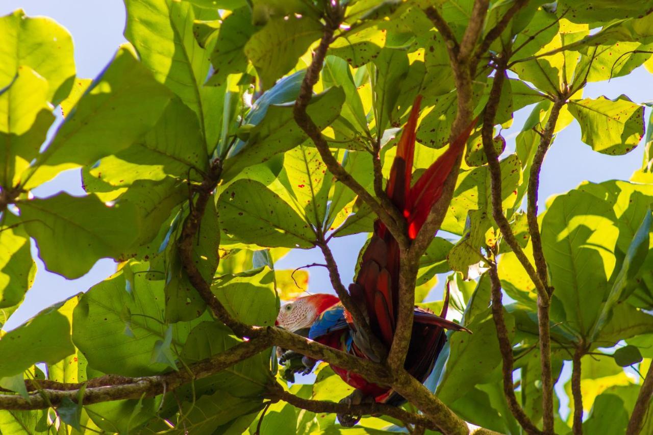 Las Caletas Lodge Drake Bay Ngoại thất bức ảnh