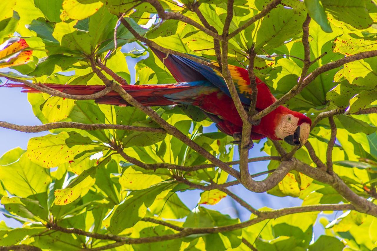 Las Caletas Lodge Drake Bay Ngoại thất bức ảnh
